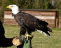 Hawk_Conservancy 178 cropped